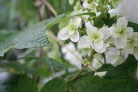 天然香料と人工香料との違い